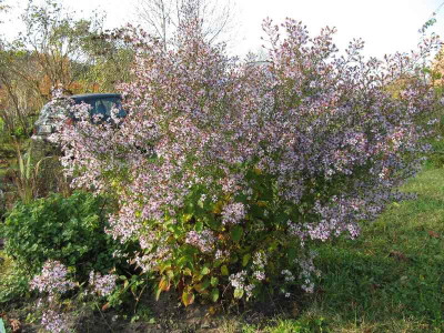 Aster_cordifolius_111105.jpg
