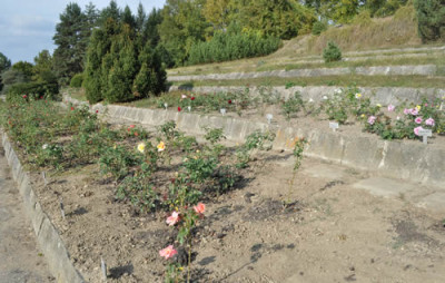 Rosenbeete_0011__1127.jpg