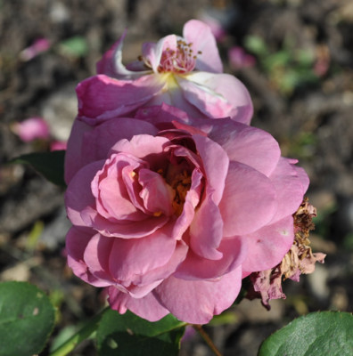 Magenta_0011__1125.jpg