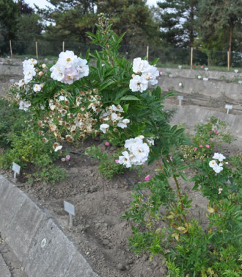 Marysa_0011__1134.jpg