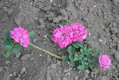Rotkappchen_0011__1149.jpg