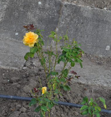 Zlata_0011__1145.jpg