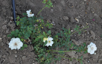Namensrose_0011__1151.jpg
