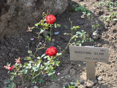 Shooting_Star_0011__1109.jpg