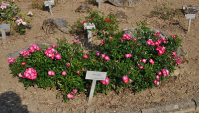 Balduin_0011__1119.jpg