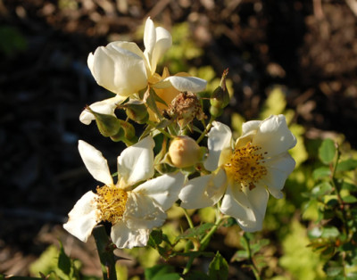 Midget_Gem_B__89070_92.jpg