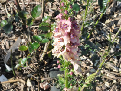 Blickfang_0011_1906.jpg