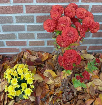 chrysanthemen_2011-11-08_942.jpg