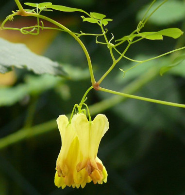 dicentra_scandens_2011-08-28_182.jpg