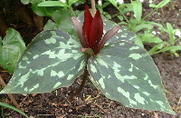 Trillium_cuneatum.JPG
