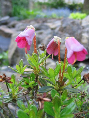 Rhododendron_campylogynum_myrtilloides_Hortu.jpg