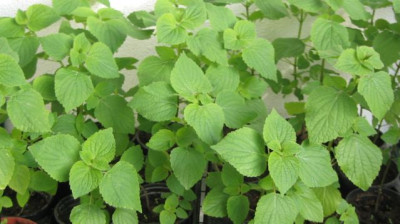 Salvia_tiliifolia.jpg