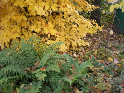 GP_Cyrtomium_Parrotia_Herbst2011e.jpg