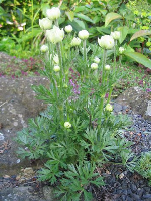 Anemone_unbekannt_Hortu_2.jpg