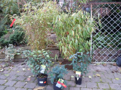 Herbstschnappchen_nov_11_006.JPG