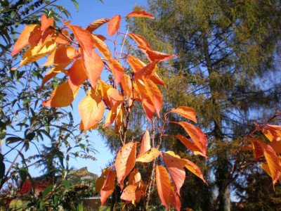 GP_Prunus_serrulata_Amanogawa_Herbst2011e.jpg