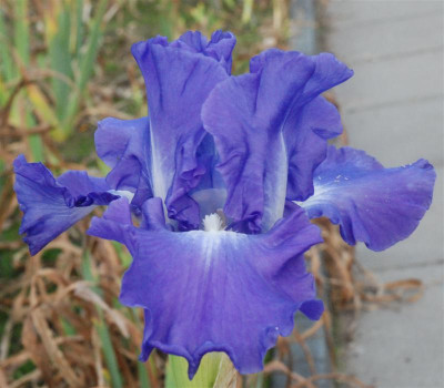 B9036a_Medium.jpg