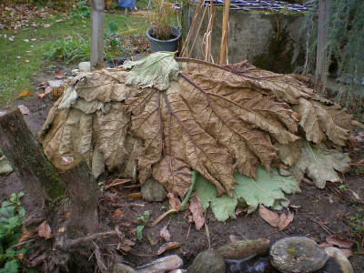 GP_Gunnera_manicata_Herbst2011e.jpg