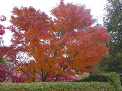 Acer_palmatum.jpg