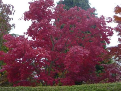 Acer_Pal_Osakasuki.jpg