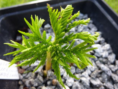 Botrychium_virginianum.jpg