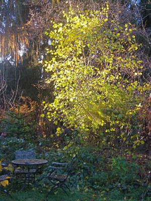Parriotiopsis.jpg
