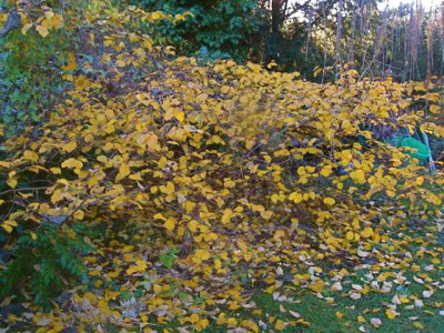 Hamamelis1.jpg