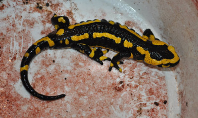 Feuersalamander_0011__2412.jpg