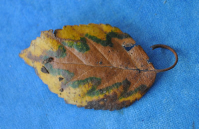 Blatt_0011__2411.jpg