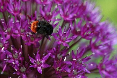 alliumhummel_11704_ausschni.jpg
