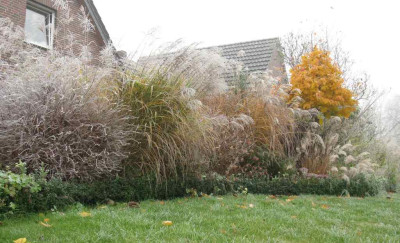 Rauhreif_im_Garten_1024x768.jpg