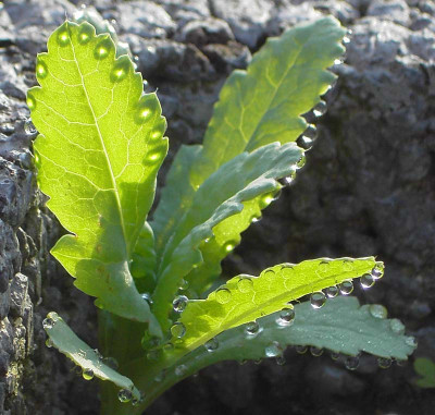 Mohn-Tropfen.jpg