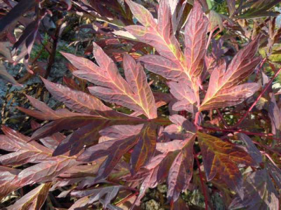 paeonia_delav._col.JPG