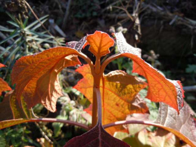 Ende_des_Gartenjahres_11_Nov_010.JPG