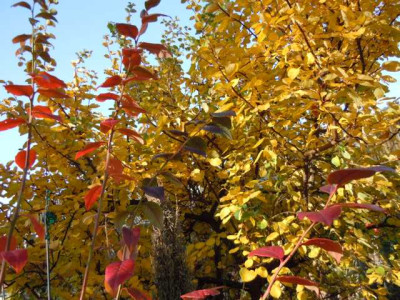 Ende_des_Gartenjahres_11_Nov_011.JPG