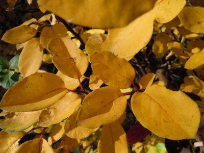 Ende_des_Gartenjahres_11_Nov_012.JPG