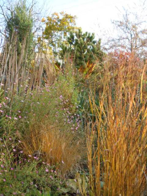 Ende_des_Gartenjahres_11_Nov_013.JPG