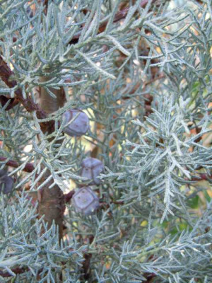 Ende_des_Gartenjahres_11_Nov_015.JPG