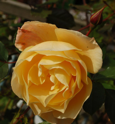 Westerland_0011__89195.jpg
