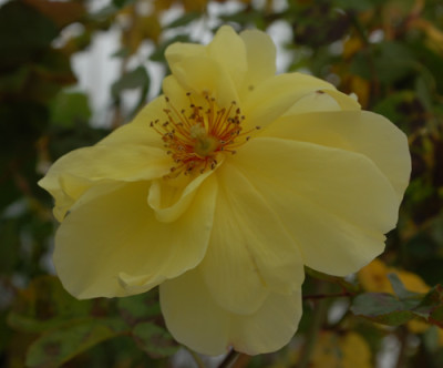 Golden_Showers_0011__89176.jpg
