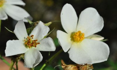Rosa_moschata_0011_12376.jpg