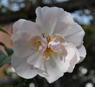 Santa_Catalina_0011__12373.jpg