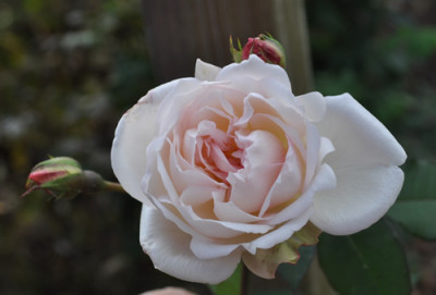 La_Biche_0011__12402.jpg