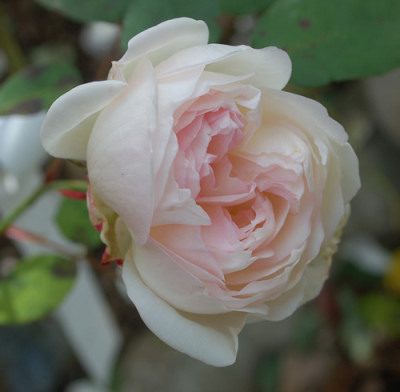 Mlle_de_Sombreuil_0011__89155.jpg