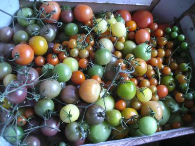 Nachreiftomaten.jpg
