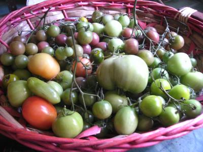 Nachreiftomaten2.jpg
