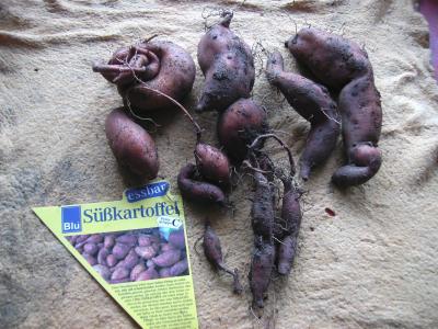 Suesskartoffelernte.jpg