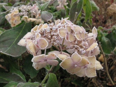 Hydrangea_serrata_Blue_Deckle_frostigGartenpur.jpg