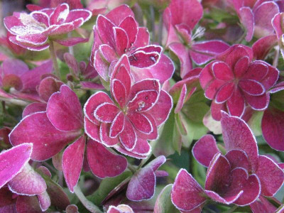 Hydrangea_macrophylla_Together_frostigGartenpur.jpg