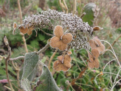 Hydrangea_aspera_Macrophylla_Rauhreif_Gartenpur.jpg